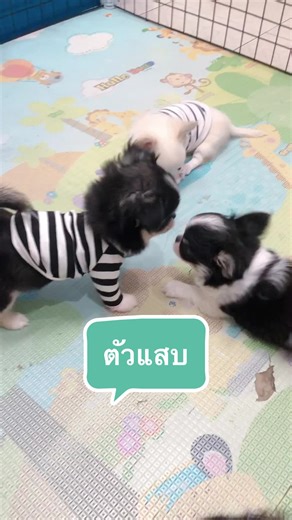 สวัสดีวันเด็กค้าบบบ #วันเด็กแห่งชาติ #หมาน่ารัก #วันเด็ก #ชิวาว่า #ฟาร์มชิวาว่า