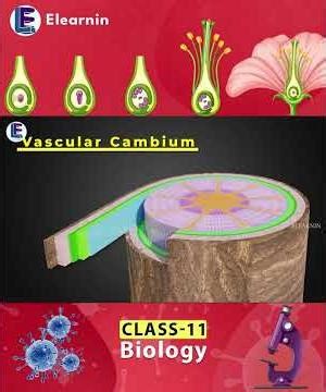 How Vascular Cambium Creates Tree Rings #science #plants #education #anatomyfloweringplants #botany