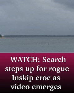 🐊 Video has emerged of a crocodile near a popular camping spot at Inskip Point as the search for the rogue reptile continues. LATEST. ➡️ https://bit.ly/3Q2zSnw | Sunshine Coast Daily