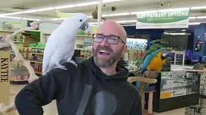 Watch to the end to see Loid the macaw plot his revenge! 😅🤣 We had so much fun interacting with the amazing birds and Exotics and Aquatics this week. We filmed a lesson about parrots that we'll release later this month and we'd love to feature YOUR art in the video! See the comments or our latest Patreon post for the "how to draw" pages and send us your bird portrait by Feb 6th. Parrots are some of the most intelligent of bird species - and not just IQ type of intelligence. They are emotional 