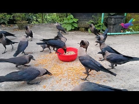 Crow Videos And Sounds - Crow crying continuously and loudly | Crow bird live crowing sounds α94