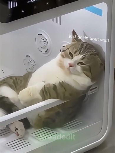 Kitty's Deep Thoughts About Life🐱💖 #shorts #illit