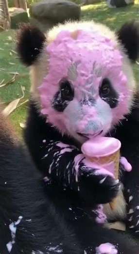 Tiny Panda Gets Covered in Ice Cream! 🐼🍦 | Hilarious Panda Mess
