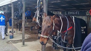9.9K views · 239 reactions | IRT stable tour Ashburton Raceway | Harness Racing Unhinged | Facebook