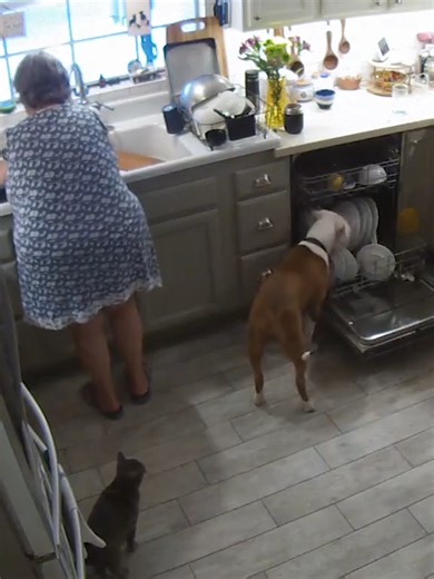 Morning chores are gonna take a bit longer 😅🐶#afv #caughtoncamera #fail #dogs