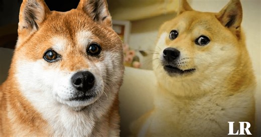 Así es la raza de Kabosu, la perrita de Japón que inspiró al meme Doge y falleció a los 18 años