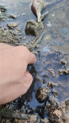 How to find scallops 🐚🐚#fishing #fyp #Crab