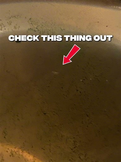 Week 3 of rasing seamonkeys