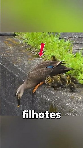 🦆❤️ O Pequeno Patinho Que Teve Coragem de Pular! 😱🌊