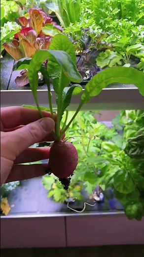 Tech 🤝 Gardening The Rise Garden is a smart indoor hydroponic garden that grows your plants 50%