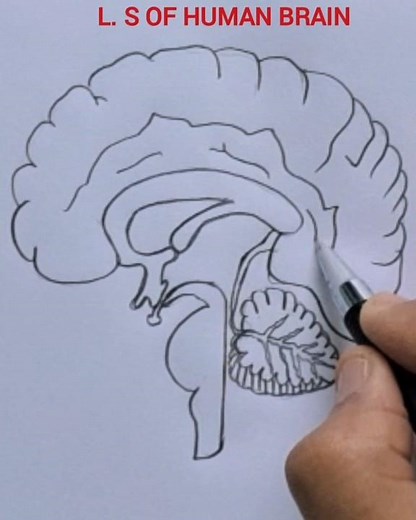 How to draw human brain easily / X science practicals/ L. S. of human brain easy drawing