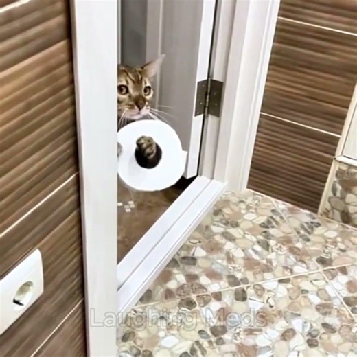 Cats Losing Their Minds 🤣😂 #kucinglucu #funnycat #catfunny #catshorts #funnyvideo #laughingmeds