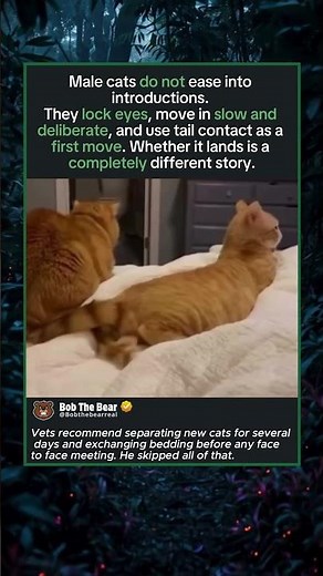 Watch These Cats Meet For The FIRST Time!