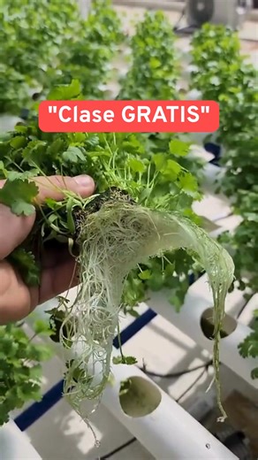 ¡Cultiva Cilantro EN CASA en 7 Días! 🌿 | Hidroponía Fácil para Principiantes ¿Te gustaría cosechar tu propio cilantro fresco, lechuga y vegetales en casa? En este video te muestro el método definitivo de cultivo hidropónico en poco espacio y bajo costo. Aprende el paso a paso con un sistema fácil y práctico, ideal para huertos urbanos y agricultura en casa. 🌱 Descubre en este video: ✅ Cómo germinar semillas de cilantro rápidamente. ✅ La técnica de hidroponía casera con materiales económicos. ✅