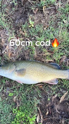 Fat cod #fishing #shorts