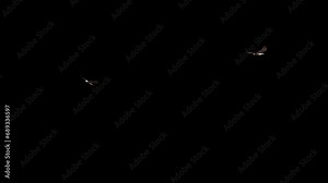 2 American Bald Eagles - Birds of Prey - Flying Around Cycle Loop - 4K Realistic 3D animation isolated on transparent background with alpha channel