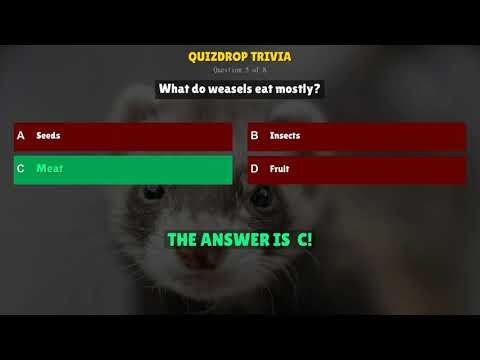 Can You Name This Weasel? Only 10% Get It Right!