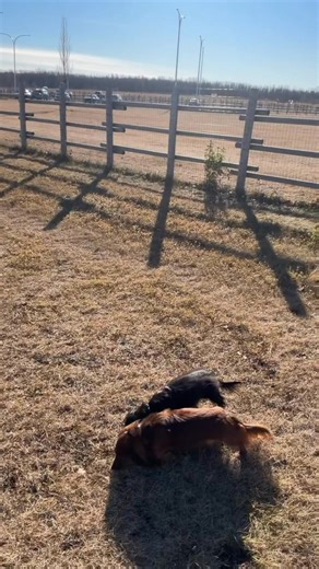 Poppy and Prudence love the dog park! This might be our last week without snow so an hour of off leash time is in order | Steve Kerr