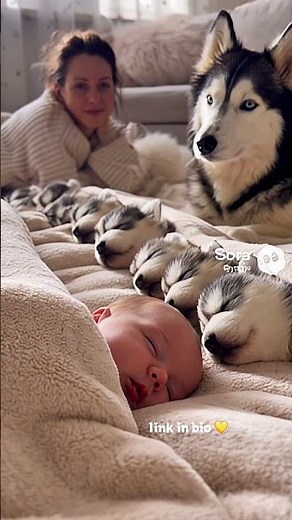 Cozy Baby & 8 Huskies Sleeping Together 💤🐶 | #cutebabies #huskycute | creatively crafted
