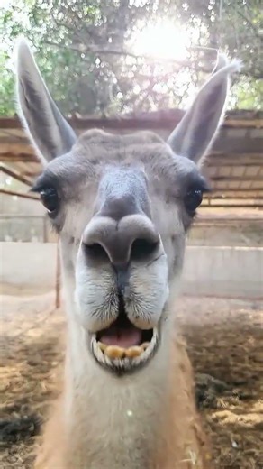 Funny Animal Short Video | Cute, Crazy & Viral Animal Moments #shorts