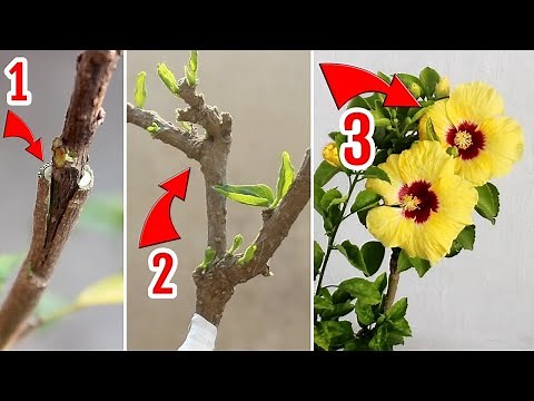 How To GRAFT Hibiscus Plant STEP-by-STEP [With RESULT]
