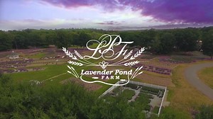 9.1K views · 804 reactions | Summer loving at Lavender Pond Farm. We are now open every day 10am - 4pm. Come visit us at 318 Roast Meat Hill in Killingworth, CT. Buy a plant, visit our gift shoppe, take a ride on the LPF Express (Thursdays - Sundays) and just enjoy the sights, sounds and smells of a working lavender farm. Admission is free. https://www.lavenderpondfarm.com/pages/visit-summer | Lavender Pond Farm | Facebook