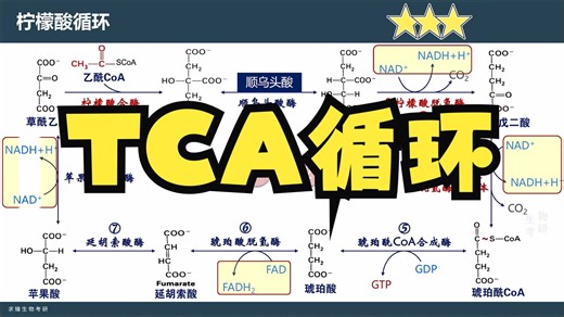 TCA三羧酸循环全过程及化学总结算