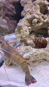 Mantis shrimp Vs Giant lobster 👊_00000 | Mantis Haihai