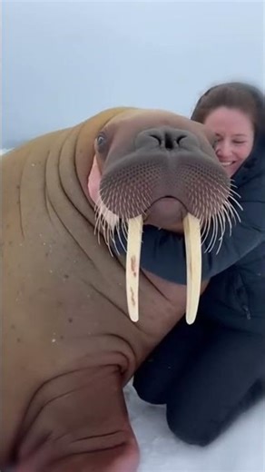 Woman Took in a Helpless Walrus and Raised Him 💖