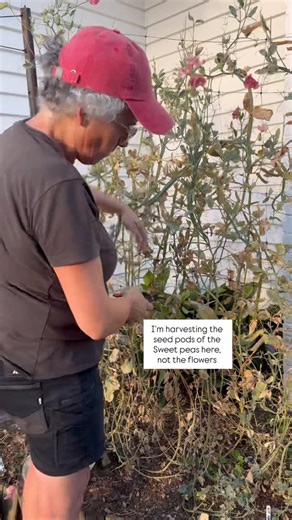 Marisa ~ micro flower farmer growing fresh seasonal bouquets on Instagram: "It didn’t really occur to me until I was harvesting my Sweet pea seeds(for sowing later in the year) that they’re just like Sugarsnap Peas, the ones we eat. The difference being that we enjoy the ‘fruits’ of these two plants from the same family in completely different ways and times! For the Sweet peas it’s the blooms and then we wait for the plant to dry off before collecting the pods with the dried seeds inside for so