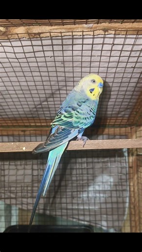 cute male budgies ✨#budgie #budgies #bird #budgiesofinstagram #parakeet #birds #birdsofinstagram