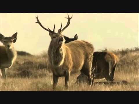 THE WILD MOUNTAIN THYME THE CORRIES