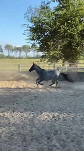 316K views · 25K reactions | #BluPanther being full of himself this morning ‍♀️ He really does love to show off! Have a beautiful and blessed day everyone! #7kperformancehorses #blueroan #breedingseason2023 | 7k Performance Horses | Facebook