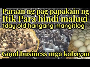 Paraan ng pag papakain ng itik para hindi malugi, from 1 day old hangang mangitlog || duck farming