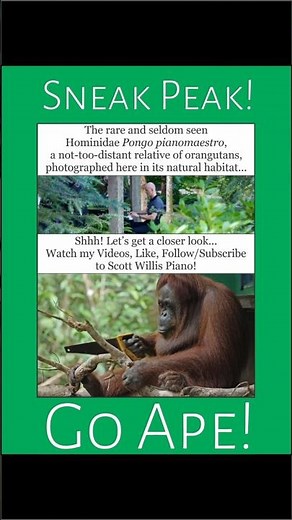 Funny George of the Jungle! - Scott Willis Piano