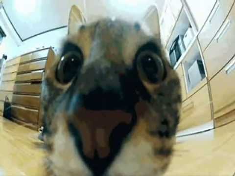 Happy Birthday, Funny Cats Style! #4 - Leaps, Spins & Smiles