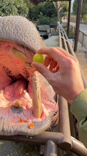 Big Surprise for Hippo 🦛 #shorts