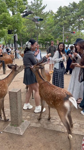 Viral Mystery! Strange Behavior of Japan’s Nara Deer | バズった謎！奈良の鹿の不思議な行動