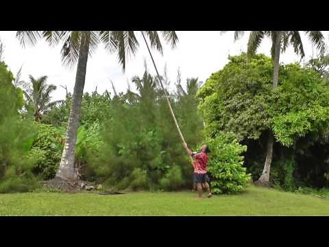 Taking down coconut from a tree
