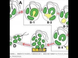 細胞内共生説の証拠？『盗葉緑体現象』