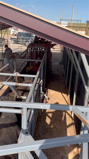 36K views · 241 reactions | Pulling CDRS today!! Breeding season definitely underway!! This is our calving and breeding facilities. | Stierwalt Cattle & Clinics | Facebook