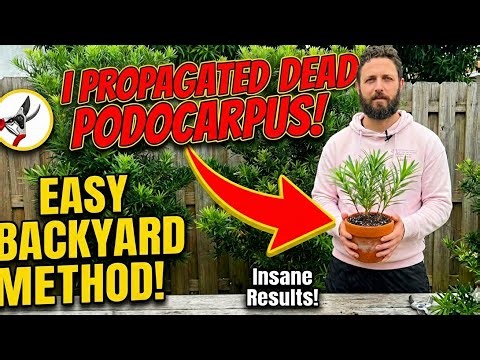 How To Propagate Podocarpus Quick & Easy Method