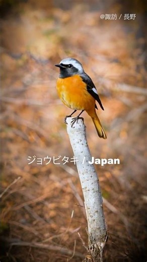 A Beautiful Redstart Bird