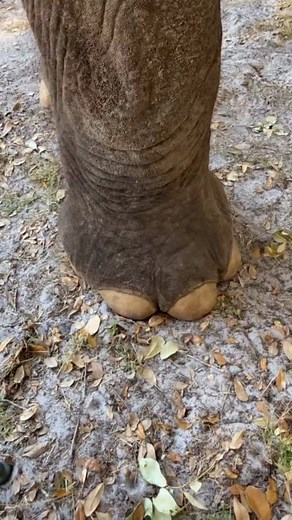 Cookie Monster! #elephant #animal #freecontactcare #animallover | The Walking Elephant