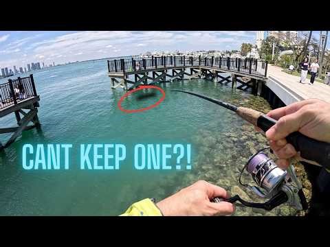 NONSTOP Action... Miami Snapper Fishing SPOT!