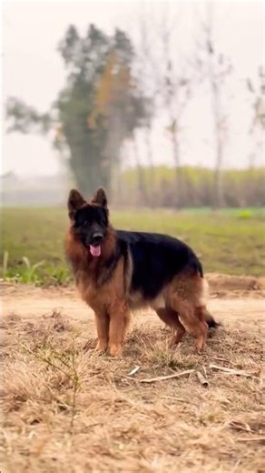 german shepherd dog || #pets #animals #dog #puppy