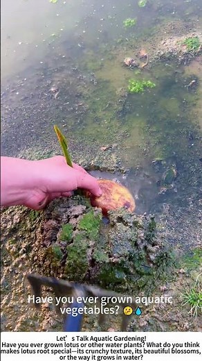 Planting Lotus Roots in a Pond – A Step Toward a Beautiful Harvest! 🌸🌊