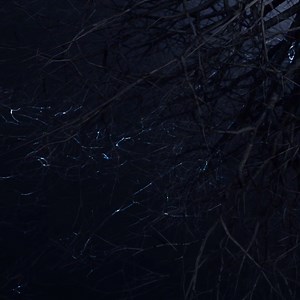 1K views · 76 reactions | Do trees talk to each other? Professor Suzanne Simard's research concentrates on the complexity and interconnectedness of nature and how trees interact and communicate through fungal networks underground. Learn more and visit our blog https://bit.ly/3tmDlj9 | Fantastic Fungi | Facebook