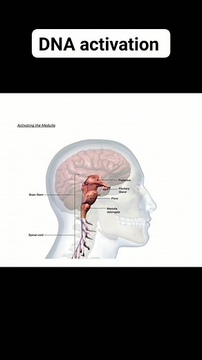 Some of the benefits of DNA activation include; thicker hair growth, weight loss and stabilization of desired weight, increased energy and rejuvenation of various muscles. You will start to see how your body is just a thought-form as well and you can change your body more easily with focus so you wouldn't have to work out as much. #selfdiscovery #selfimprovement #consciousness #wellness #wellbeing | Keraka Nyamieri