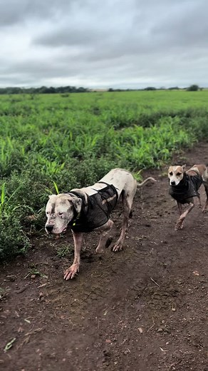 Perros de Combate: Caza y Aventura
